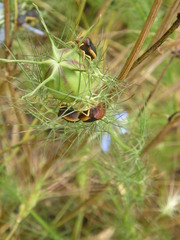 Ventocoris rusticus