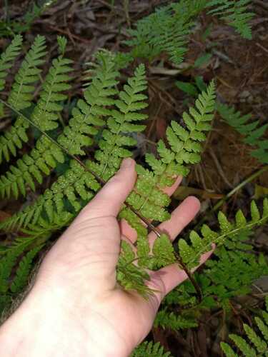 Thin-Stemmed Forest Fern (Dryopteris inaequalis)
