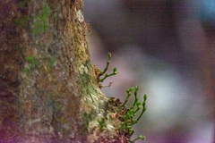 Streblus macrophyllus