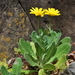 Calendula suffruticosa maderensis - Photo (c) Konrad and Roland Greinwald, algunos derechos reservados (CC BY-NC), subido por Konrad and Roland Greinwald