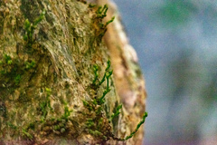 Streblus macrophyllus