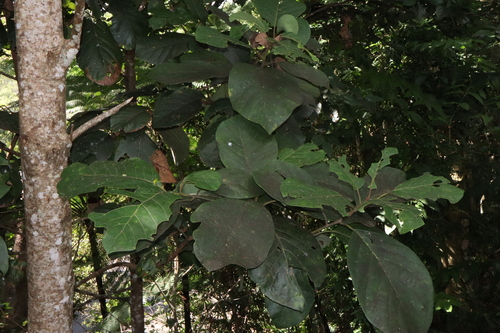 Image of Big Leaf Bollywood (Litsea bindoniana) by (c) Thomas Mesaglio, some rights reserved (CC BY)