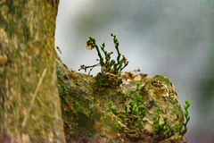 Streblus macrophyllus