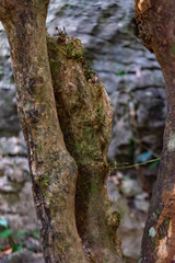 Streblus macrophyllus