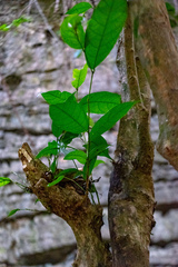 Streblus macrophyllus