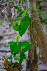 Streblus macrophyllus