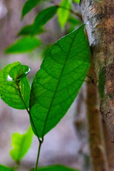 Streblus macrophyllus