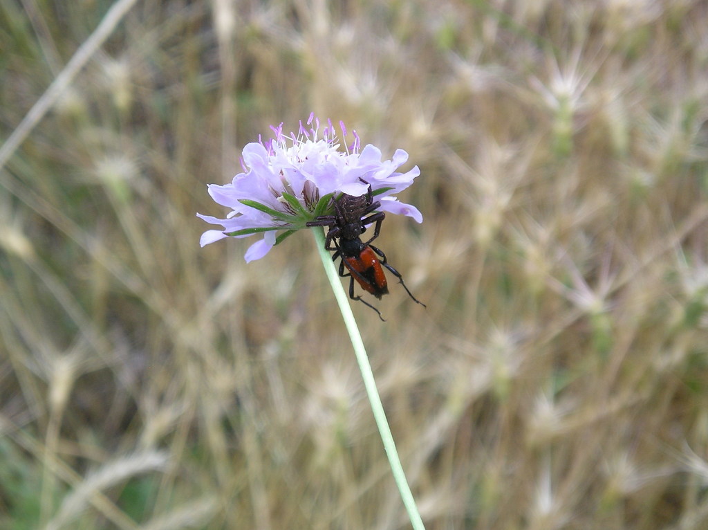 Leaflitter Crab Spiders (Crab Spiders of Mississippi) · iNaturalist