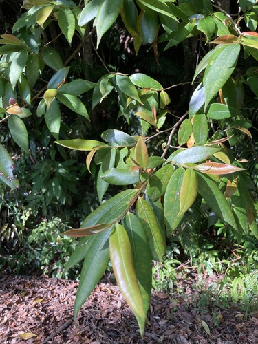 Adinandra ryukyuensis iNat (2)