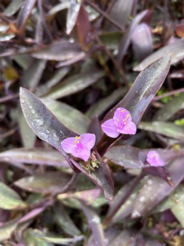 Tradescantia pallida image