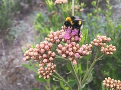 Tessaria absinthioides