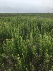 Tessaria absinthioides