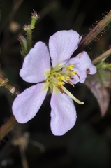Chaetogastra paratropica, photograph aacocucci, CC BY, iNaturalist via GBIF