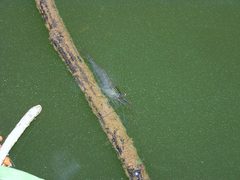 Macrobrachium lanchesteri