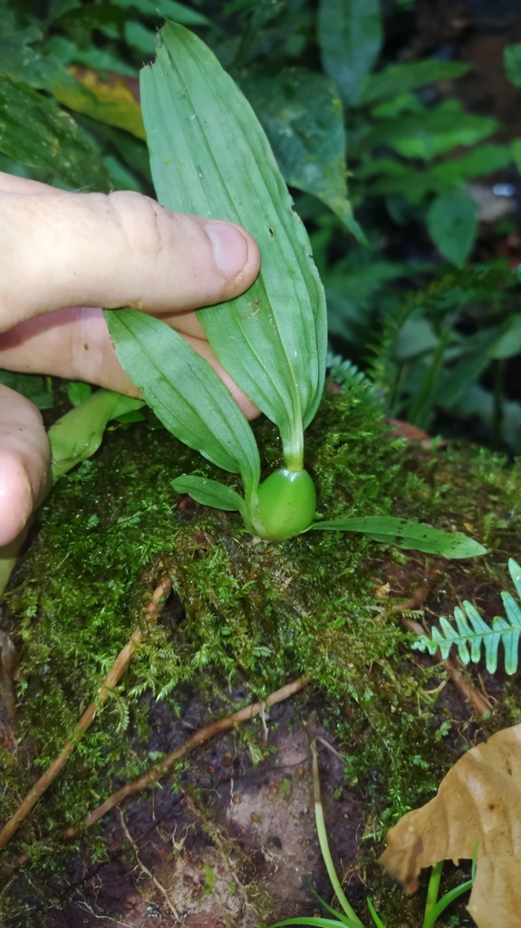 Paphinia cristata