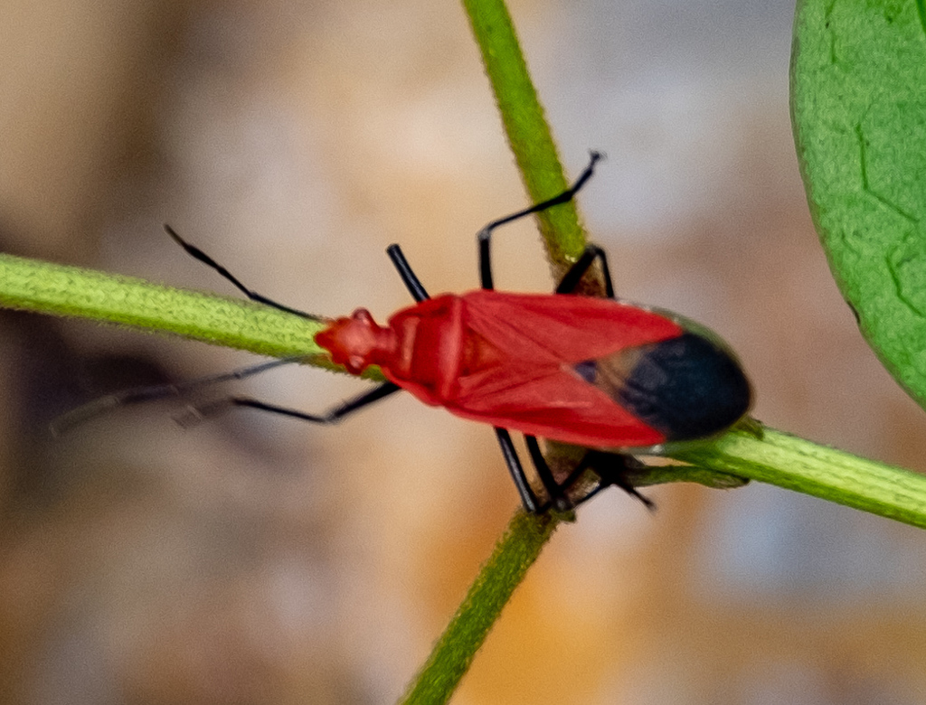 Dindymus nigriventris