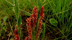 Acalypha depressinerva