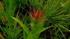 Acalypha depressinerva