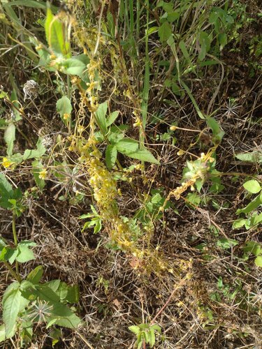 Cuscuta sandwichiana observed 2023-05-18