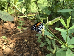 Danaus melanippus hegesippus