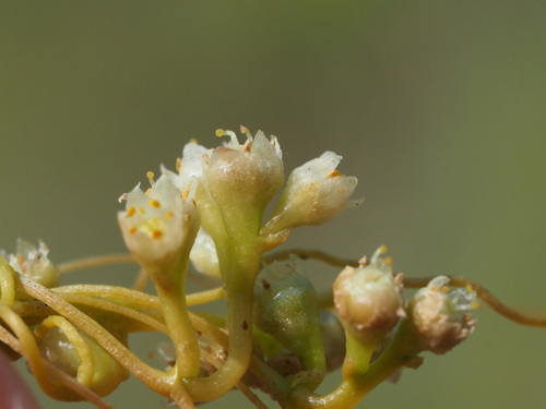 Image of Cuscuta sandwichiana by (c) Kevin Faccenda, some rights reserved (CC BY)