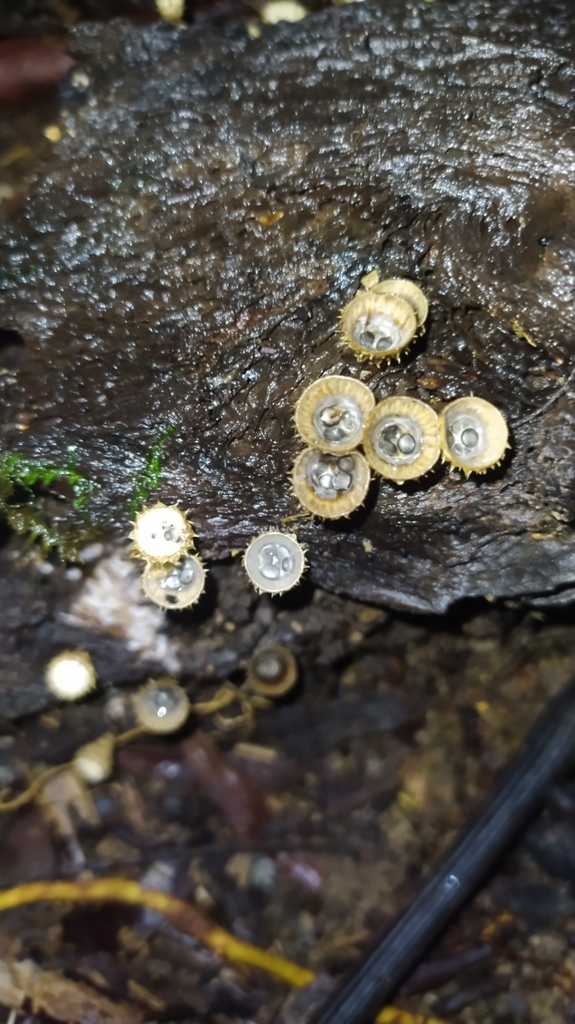 Cyathus · May 2023 · photo: © guillaume_delaitre (iNaturalist, cc-by)