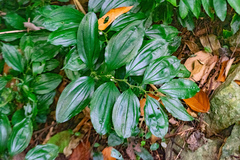 Disporopsis longifolia