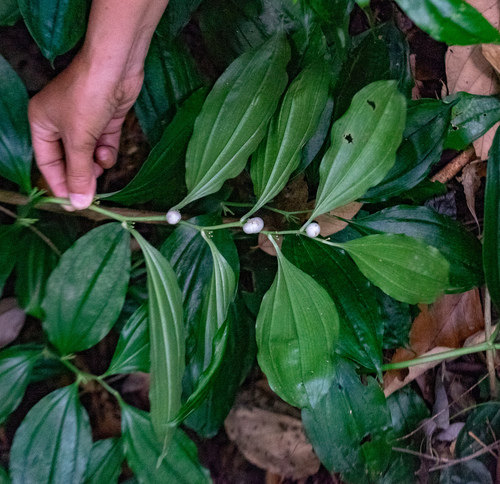 Disporopsis longifolia, photograph 1