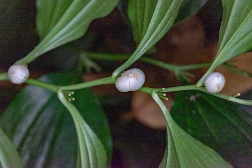 Disporopsis longifolia, photograph 2