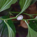 Disporopsis longifolia - Photo (c) Shawn O'Donnell, some rights reserved (CC BY), uploaded by Shawn O'Donnell