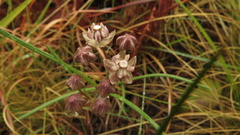 Asclepias cucullata
