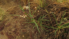 Asclepias cucullata