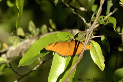 Dryas iulia