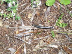 Ommatoiulus sabulosus aimatopodus