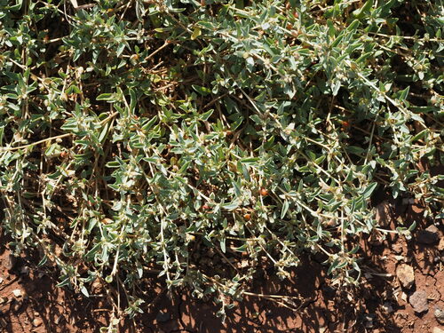 Atriplex semibaccata observed 2023-05-24