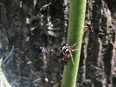 Cyphonia trifida