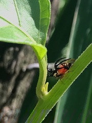 Cyphonia trifida