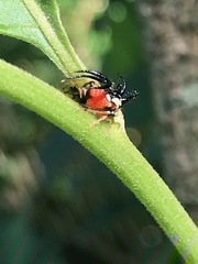 Cyphonia trifida
