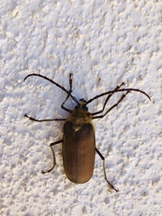 Acanthinodera cumingii