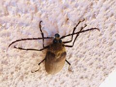 Acanthinodera cumingii