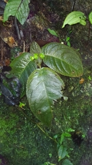 Christopheria xantha, photograph (c) Guillaume Delaitre, some rights reserved (CC BY)