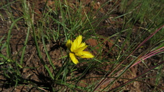 Cyperus sphaerocephalus