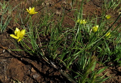 Cyperus sphaerocephalus