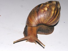 Lissachatina fulica