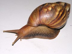 Lissachatina fulica