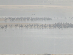Phalacrocorax carbo