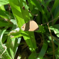 Jamides bochus formosanus