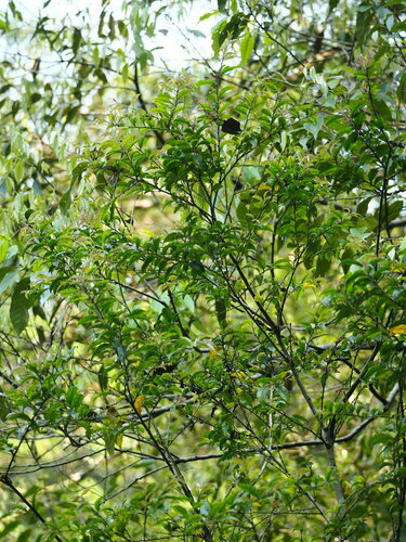Image of Ilex pubescens by no rights reserved