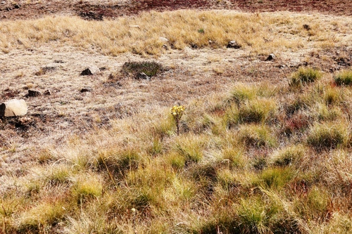 Image of Helichrysum cooperi by (c) Tony Rebelo, some rights reserved (CC BY-SA)