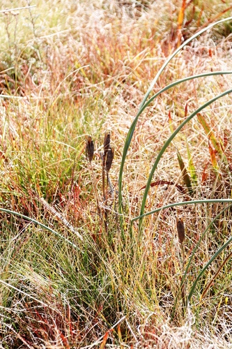 Moraea robusta, photograph 1